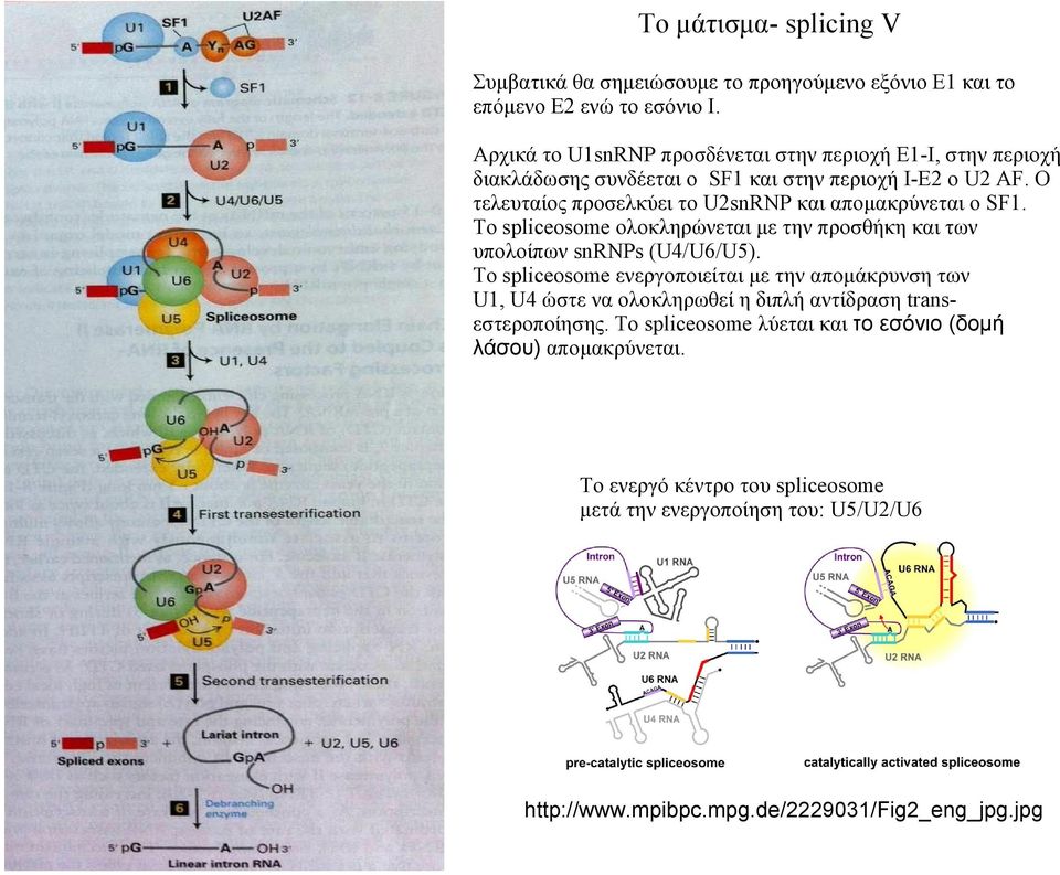 Ο τελευταίος προσελκύει το U2snRNP και απομακρύνεται ο SF1. Το spliceosome ολοκληρώνεται με την προσθήκη και των υπολοίπων snrnps (U4/U6/U5).