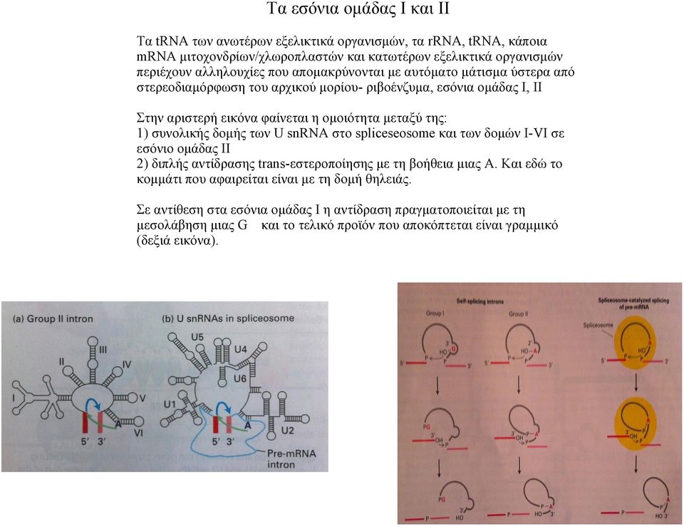 της: 1) συνολικής δομής των U snrna στο spliceseosome και των δομών Ι-VI σε εσόνιο ομάδας ΙΙ 2) διπλής αντίδρασης trans-εστεροποίησης με τη βοήθεια μιας A.