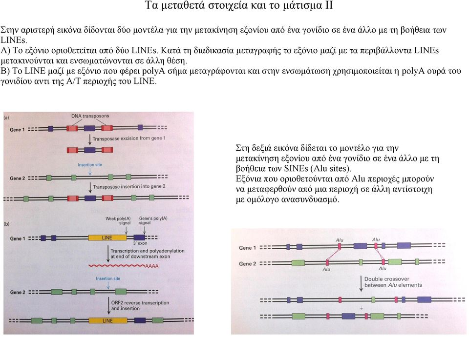 Β) Το LINE μαζί με εξόνιο που φέρει polya σήμα μεταγράφονται και στην ενσωμάτωση χρησιμοποιείται η polyα ουρά του γονιδίου αντι της Α/Τ περιοχής του LINE.