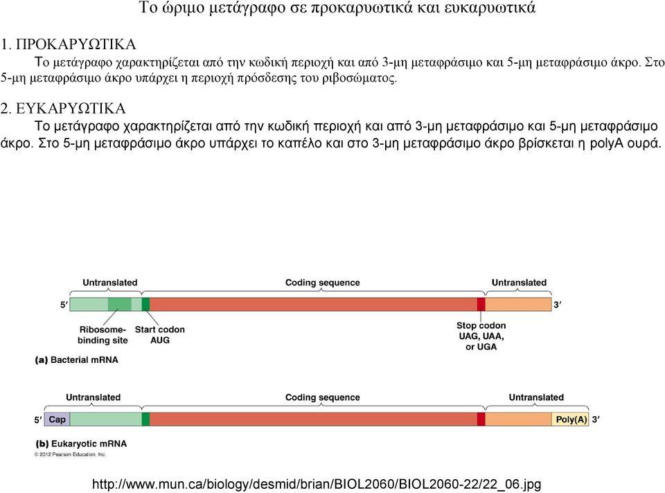 Στο 5-μη μεταφράσιμο άκρο υπάρχει η περιοχή πρόσδεσης του ριβοσώματος. 2.