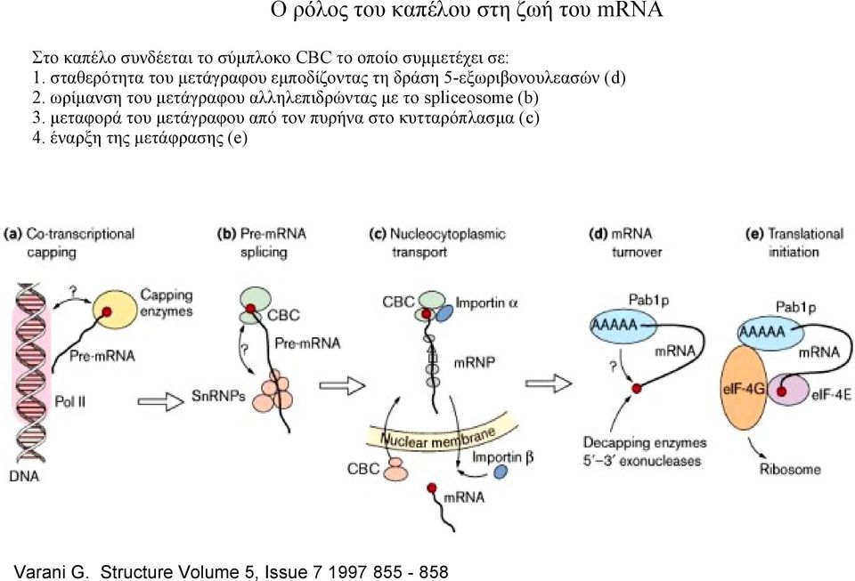 ωρίμανση του μετάγραφου αλληλεπιδρώντας με το spliceosome (b) 3.
