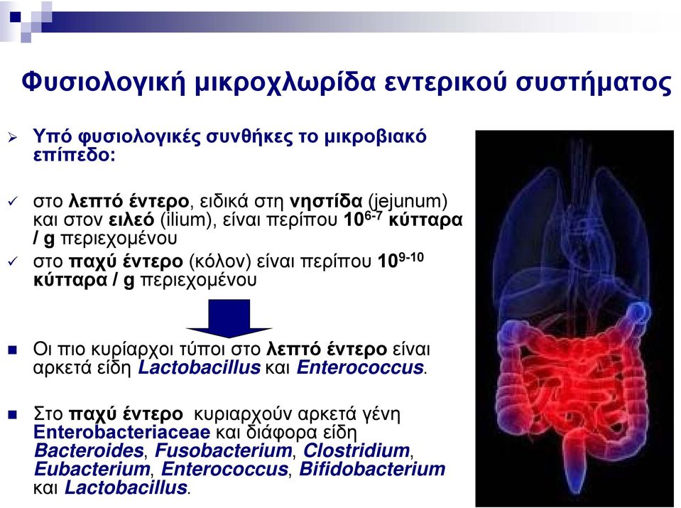 /gπεριεχομένου Οι πιο κυρίαρχοι τύποι στο λεπτό έντερο είναι αρκετά είδη Lactobacillus και Enterococcus.