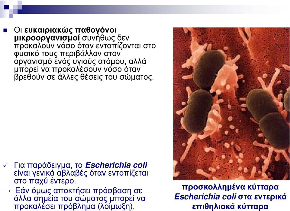 Για παράδειγμα, το Escherichia coli είναι γενικά αβλαβές όταν εντοπίζεται στο παχύ έντερο.