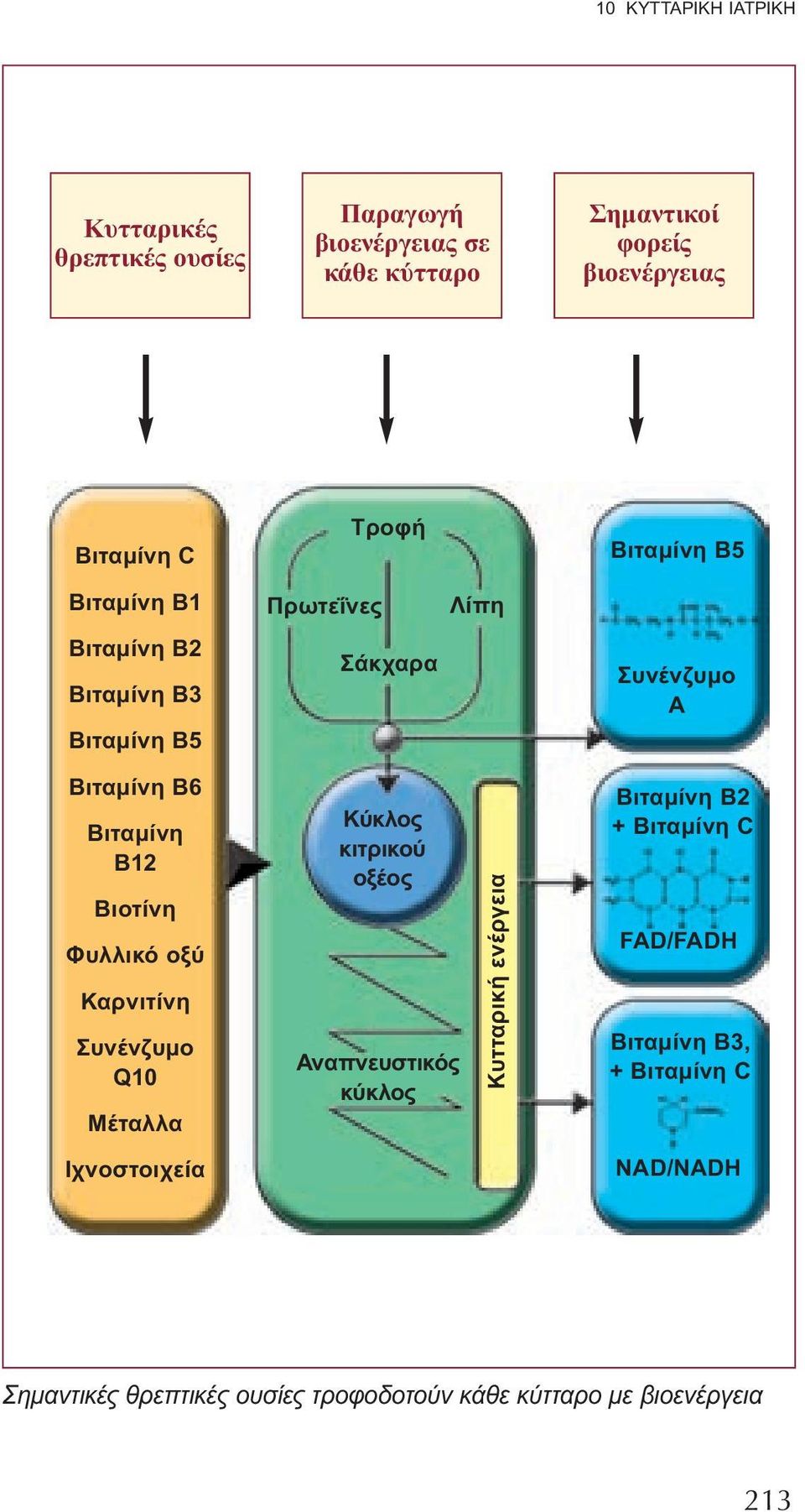 Ιχνοστοιχεία Πρωτεΐνες Τροφή Σάκχαρα Κύκλος κιτρικού οξέος Αναπνευστικός κύκλος Λίπη Κυτταρική ενέργεια Βιταμίνη Β5 Συνένζυμο Α