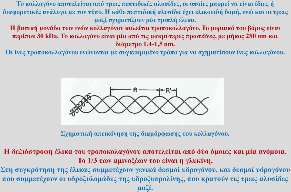 Το μοριακό του βάρος είναι περίπου 30 kda. Το κολλαγόνο είναι μία από τις μακρύτερες πρωτεΐνες, με μήκος 280 nm και διάμετρο 1,4-1,5 nm.