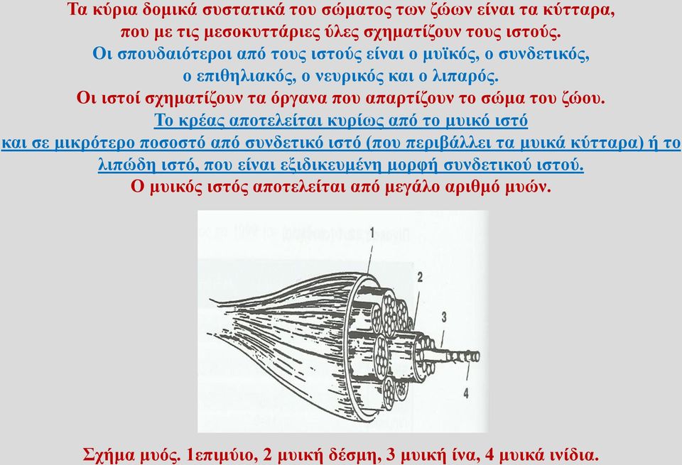 Οι ιστοί σχηματίζουν τα όργανα που απαρτίζουν το σώμα του ζώου.