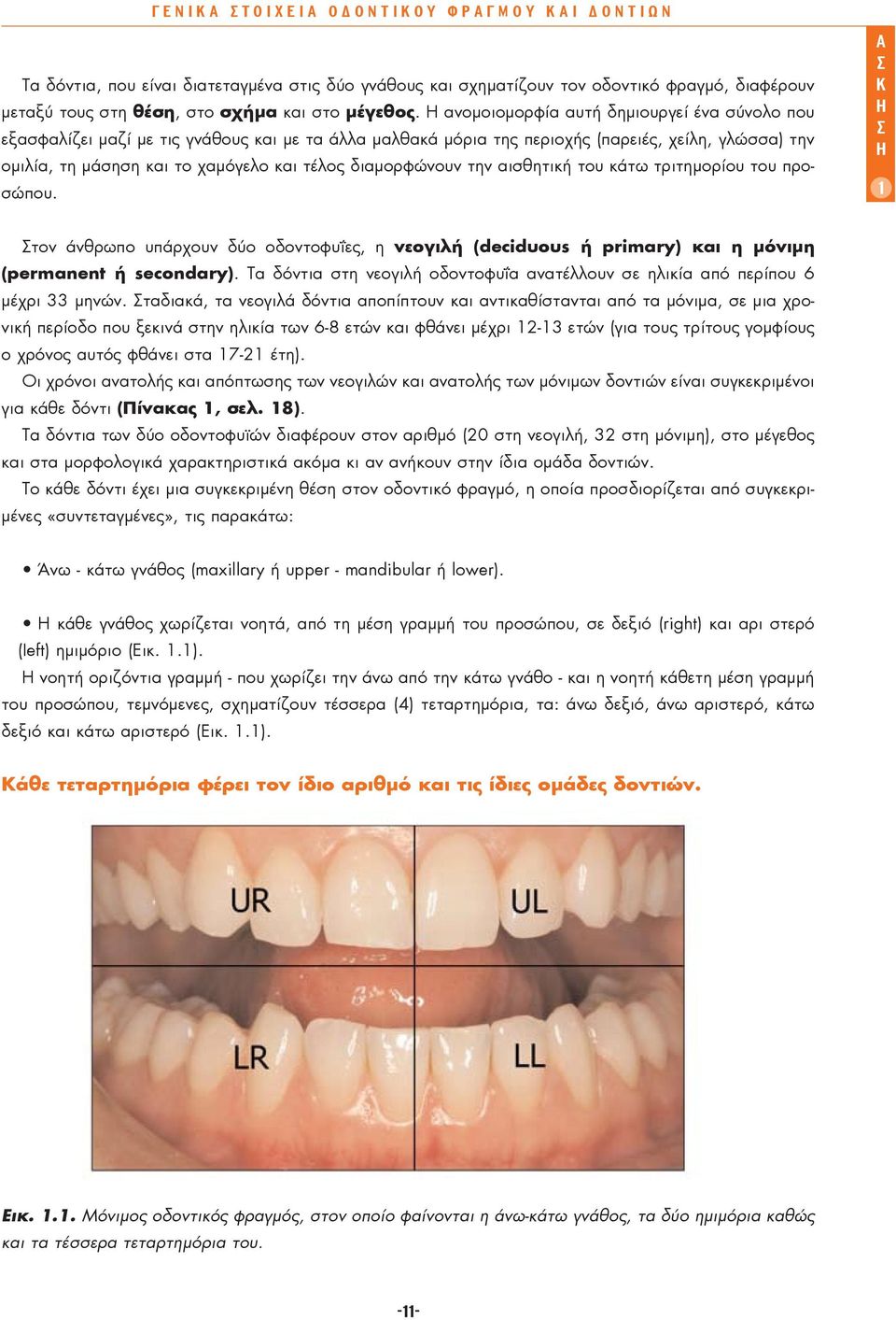 διαμορφώνουν την αισθητική του κάτω τριτημορίου του προσώπου. τον άνθρωπο υπάρχουν δύο οδοντοφυΐες, η νεογιλή (deciduous ή primary) και η μόνιμη (permanent ή secondary).