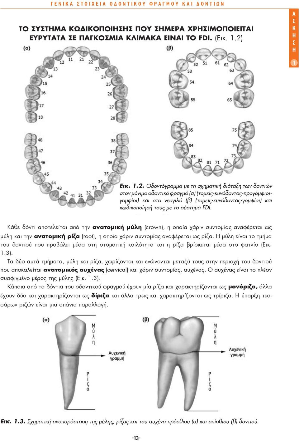 Oδovτόγραμμα με τη σχηματική διάταξη των δovτιών στον μόνιμο οδοντικό φραγμό (α) (τομείς-κυνόδοντας-προγόμφιοιγομφίοι) και στο νεογιλό (β) (τομείς-κυνόδοντας-γομφίοι) και κωδικοποίησή τους με το