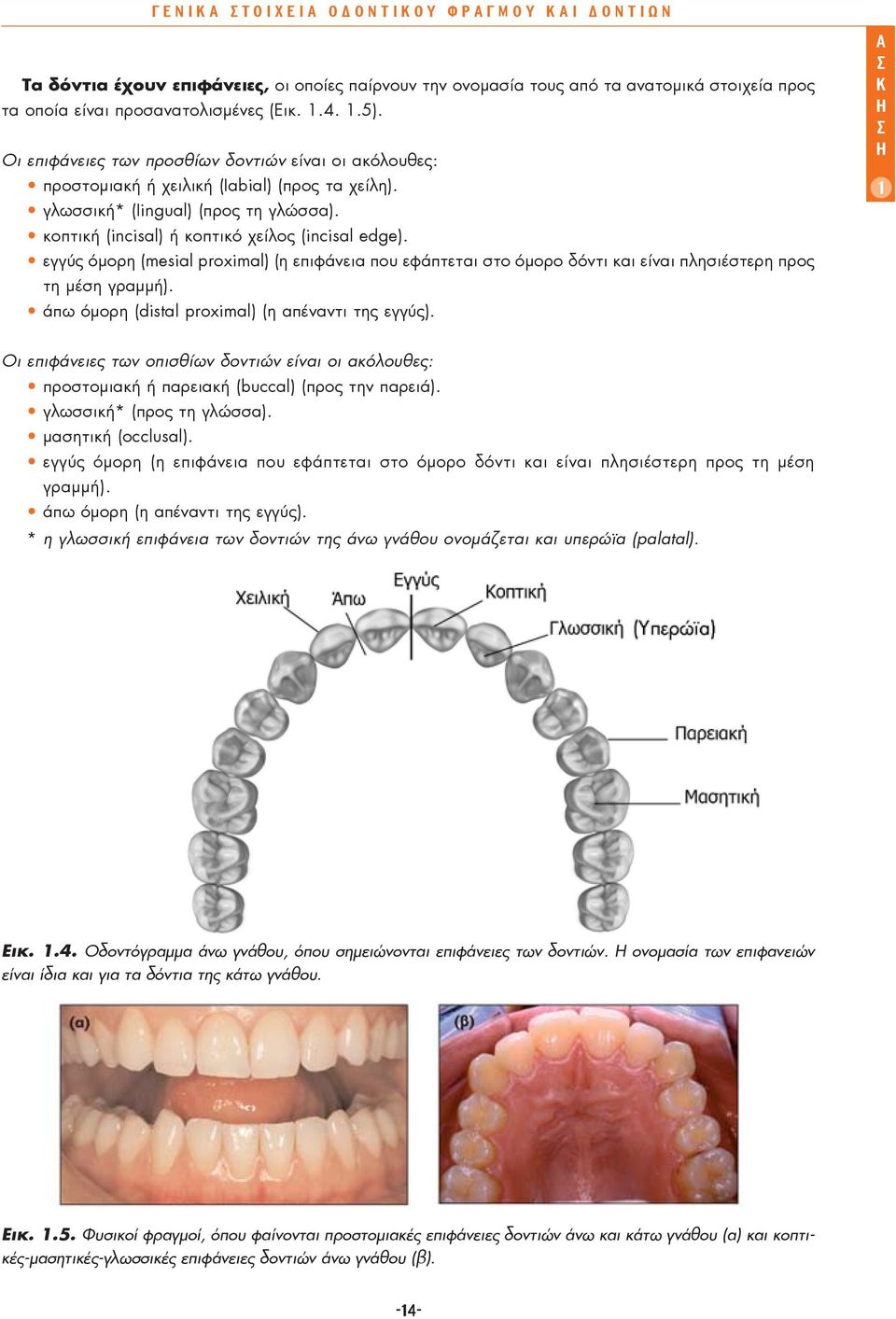 εγγύς όμορη (mesial proximal) (η επιφάνεια που εφάπτεται στο όμορο δόντι και είναι πλησιέστερη προς τη μέση γραμμή). άπω όμορη (distal proximal) (η απέναντι της εγγύς).