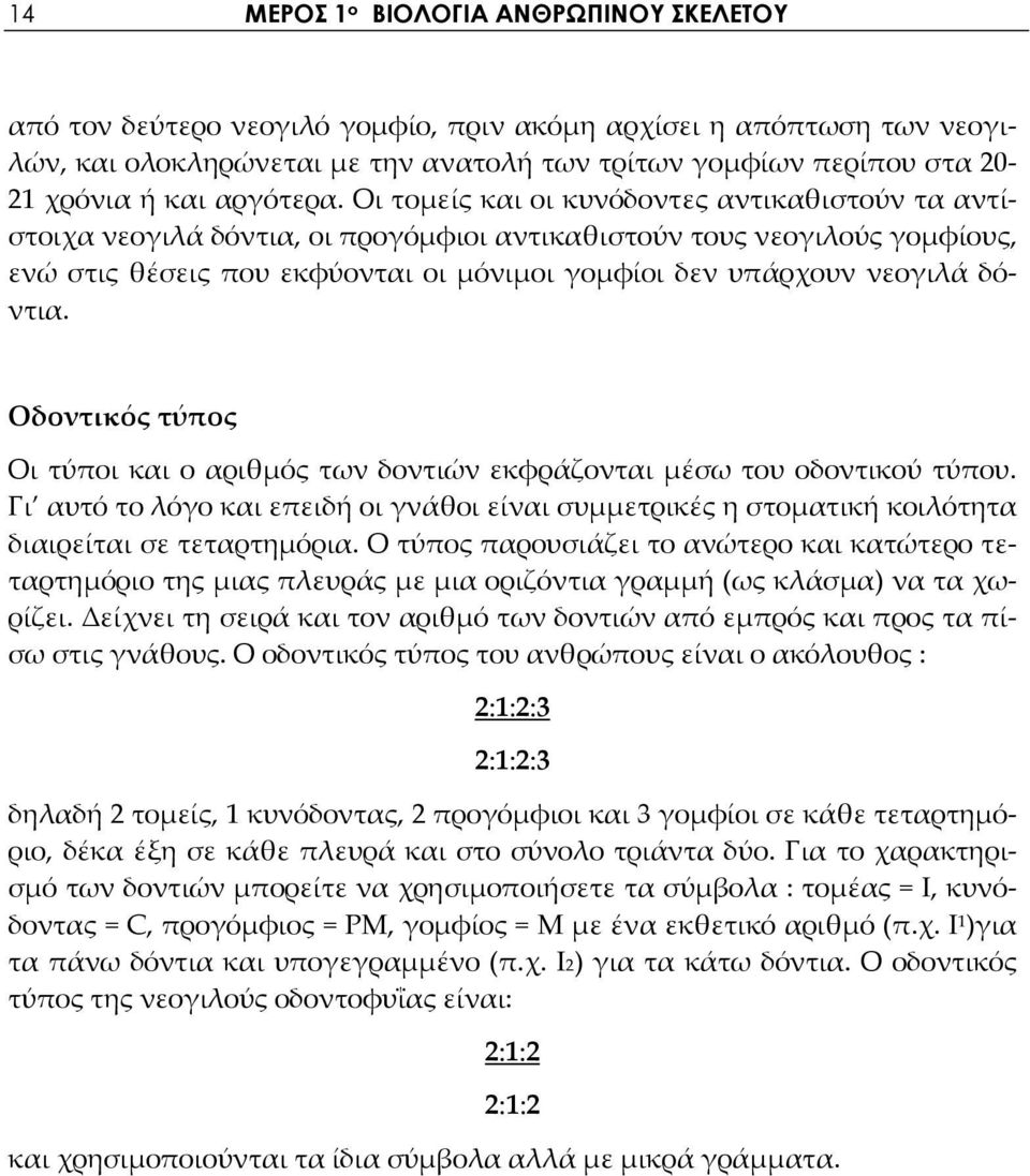 Οι τομείς και οι κυνόδοντες αντικαθιστούν τα αντίστοιχα νεογιλά δόντια, οι προγόμφιοι αντικαθιστούν τους νεογιλούς γομφίους, ενώ στις θέσεις που εκφύονται οι μόνιμοι γομφίοι δεν υπάρχουν νεογιλά