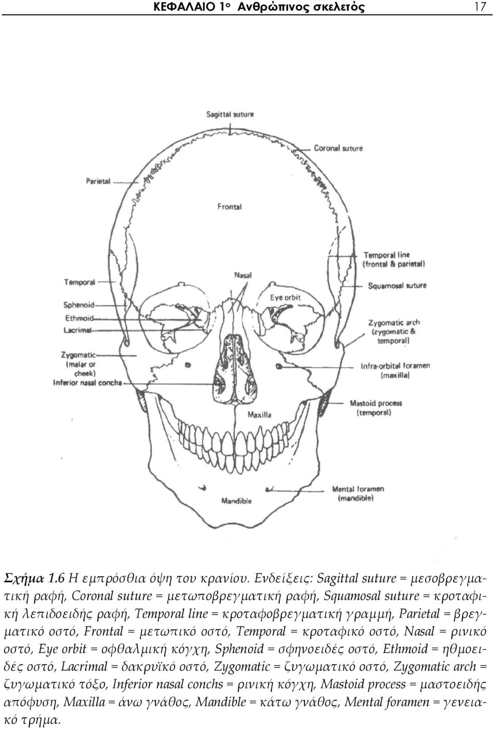 γραμμή, Parietal = βρεγματικό οστό, Frontal = μετωπικό οστό, Temporal = κροταφικό οστό, Nasal = ρινικό οστό, Eye orbit = οφθαλμική κόγχη, Sphenoid = σφηνοειδές οστό,