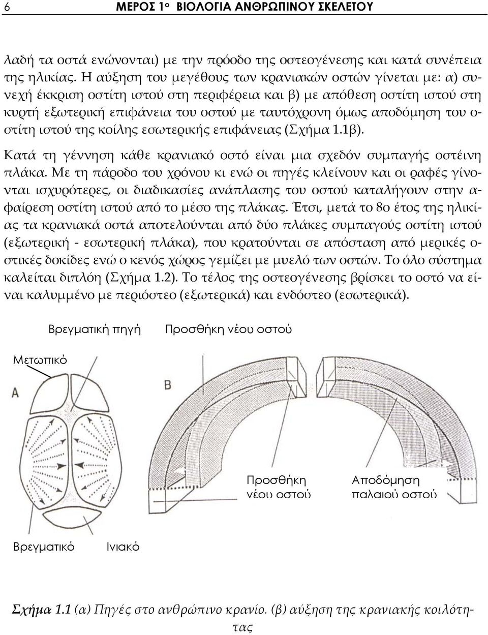 του ο στίτη ιστού της κοίλης εσωτερικής επιφάνειας (Σχήμα 1.1β). Κατά τη γέννηση κάθε κρανιακό οστό είναι μια σχεδόν συμπαγής οστέινη πλάκα.