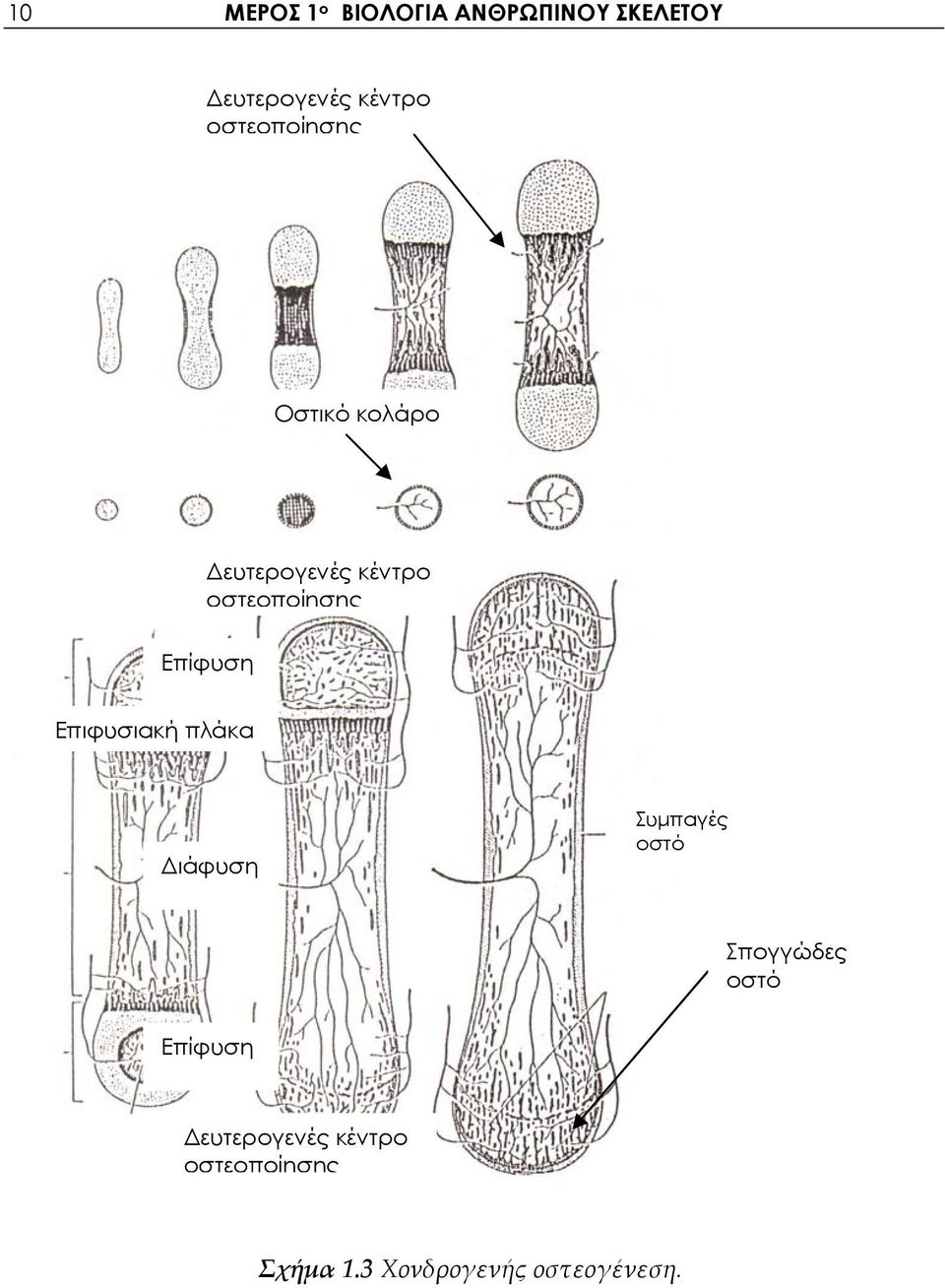 Επίφυση Επιφυσιακή πλάκα Διάφυση Συμπαγές οστό Σπογγώδες οστό