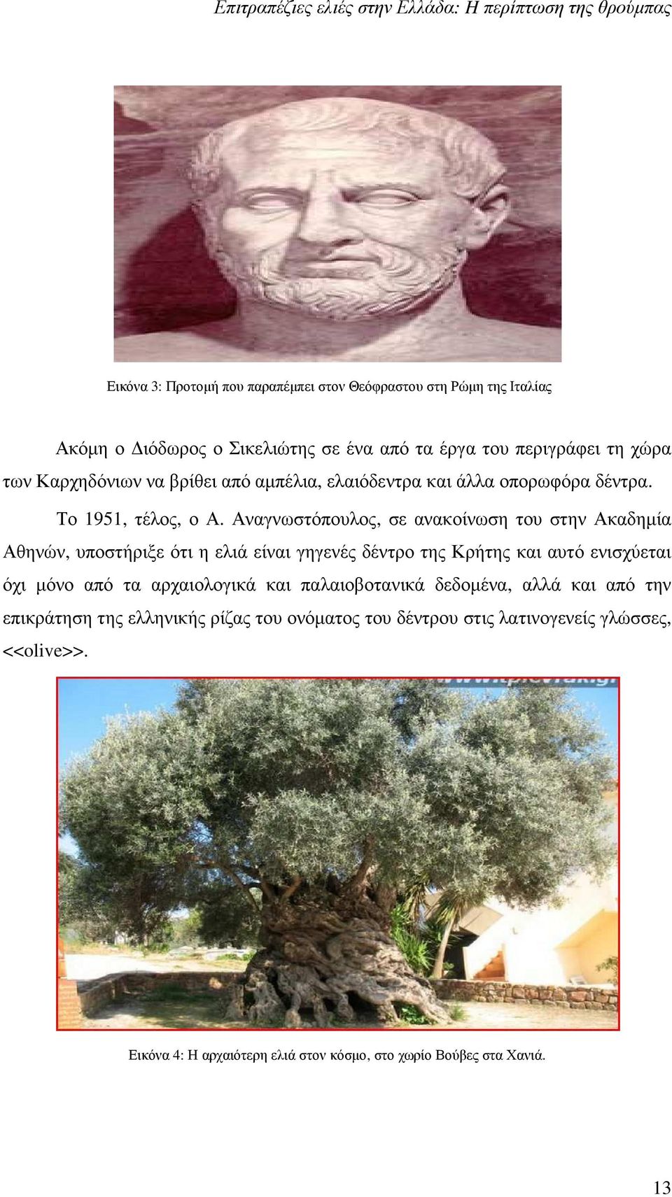 Αναγνωστόπουλος, σε ανακοίνωση του στην Ακαδηµία Αθηνών, υποστήριξε ότι η ελιά είναι γηγενές δέντρο της Κρήτης και αυτό ενισχύεται όχι µόνο από τα αρχαιολογικά και