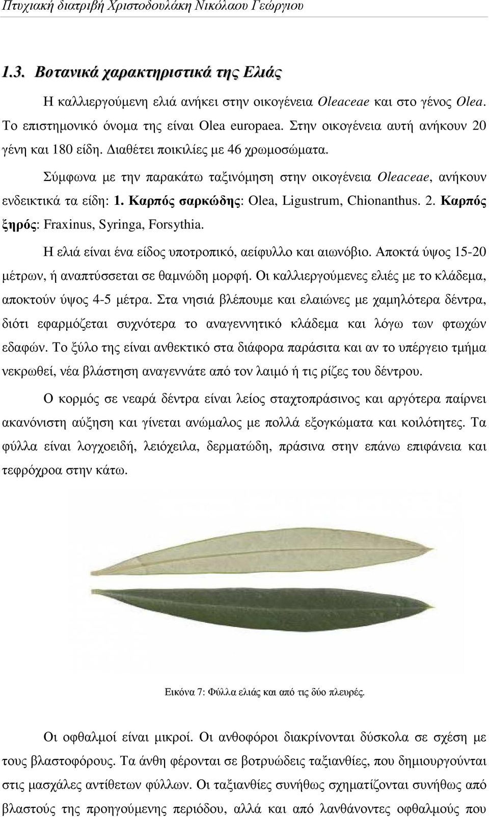 Σύµφωνα µε την παρακάτω ταξινόµηση στην οικογένεια Oleaceae, ανήκουν ενδεικτικά τα είδη: 1. Καρπός σαρκώδης: Olea, Ligustrum, Chionanthus. 2. Καρπός ξηρός: Fraxinus, Syringa, Forsythia.