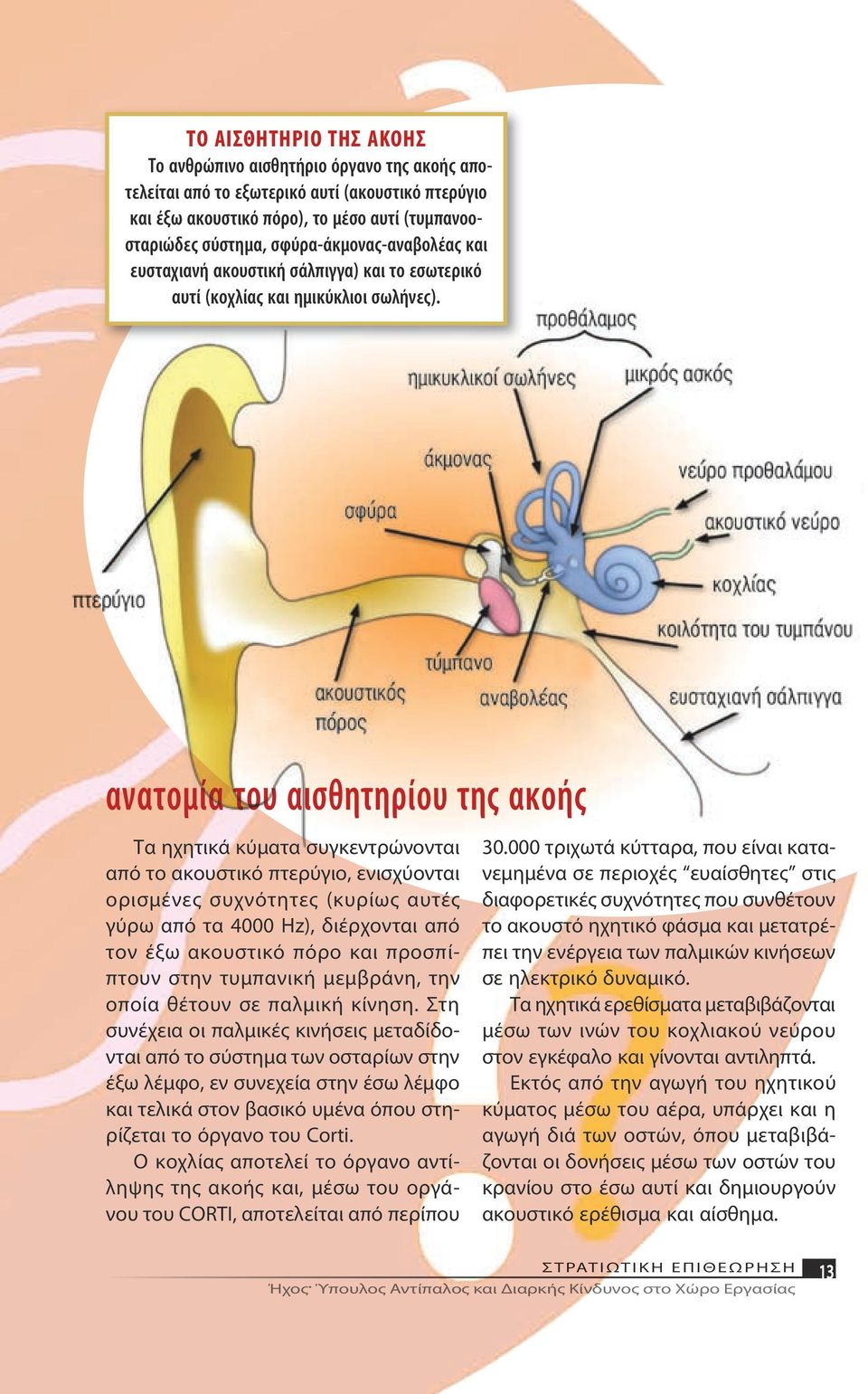 ανατομία του αισθητηρίου της ακοής Τα ηχητικά κύματα συγκεντρώνονται από το ακουστικό πτερύγιο, ενισχύονται ορισμένες συχνότητες (κυρίως αυτές γύρω από τα 4000 Ηz), διέρχονται από τον έξω ακουστικό