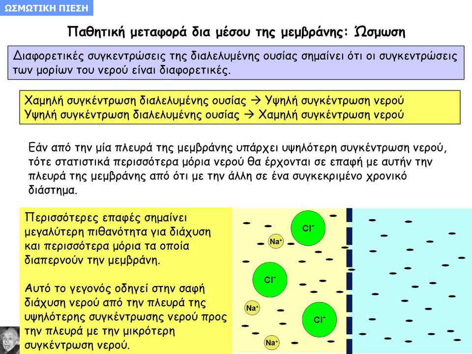 τότε στατιστικά περισσότερα μόρια νερού θα έρχονται σε επαφή με αυτήν την πλευρά της μεμβράνης από ότι με την άλλη σε ένα συγκεκριμένο χρονικό διάστημα.