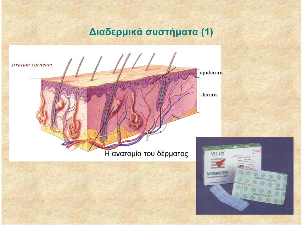 epidermis dermis