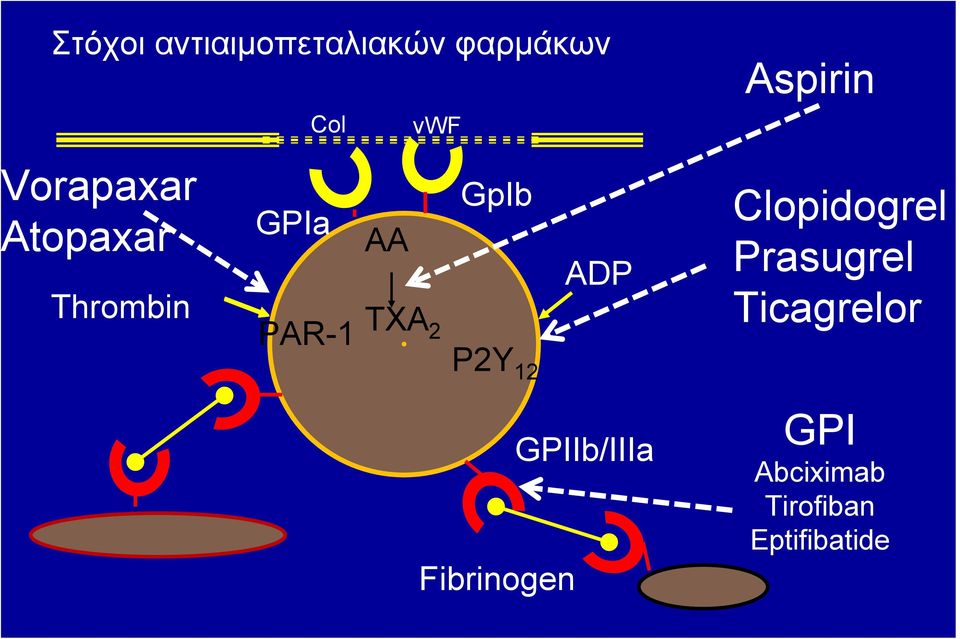 2 P2Y12 ADP Clopidogrel Prasugrel Ticagrelor