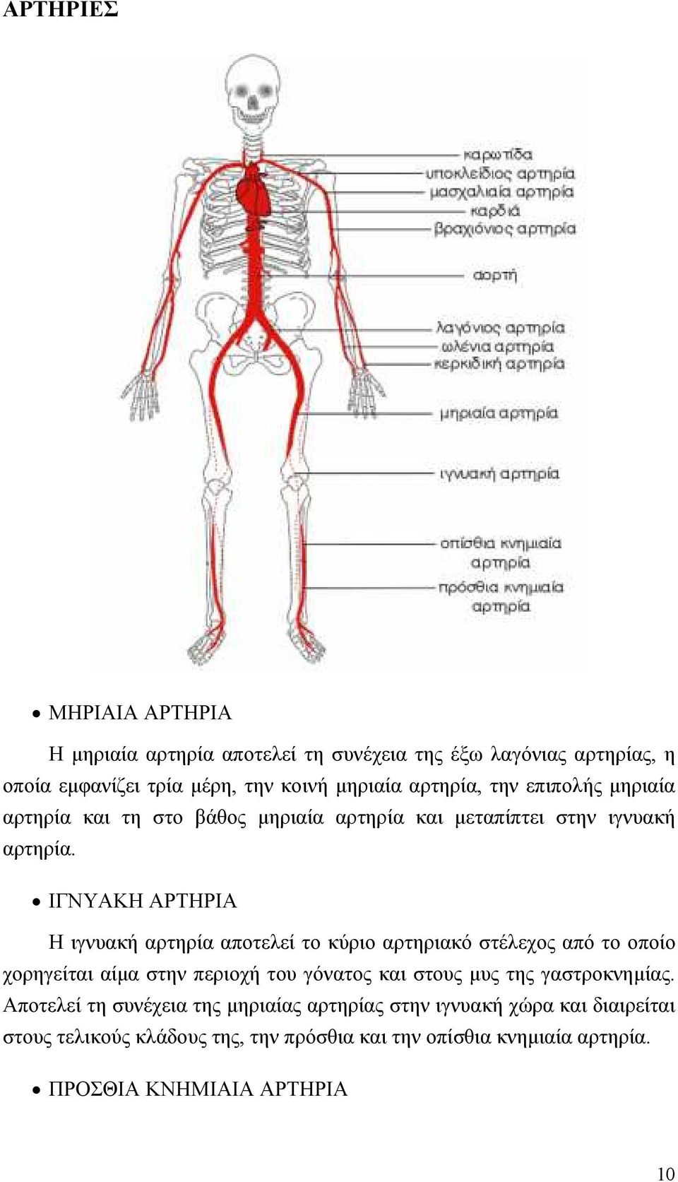 ΙΓΝΥΑΚΗ ΑΡΤΗΡΙΑ Η ιγνυακή αρτηρία αποτελεί το κύριο αρτηριακό στέλεχος από το οποίο χορηγείται αίµα στην περιοχή του γόνατος και στους µυς της