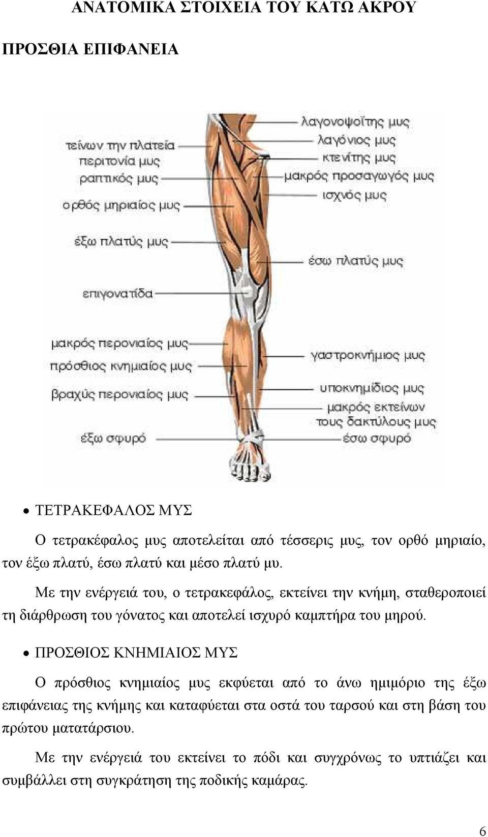 Με την ενέργειά του, ο τετρακεφάλος, εκτείνει την κνήµη, σταθεροποιεί τη διάρθρωση του γόνατος και αποτελεί ισχυρό καµπτήρα του µηρού.