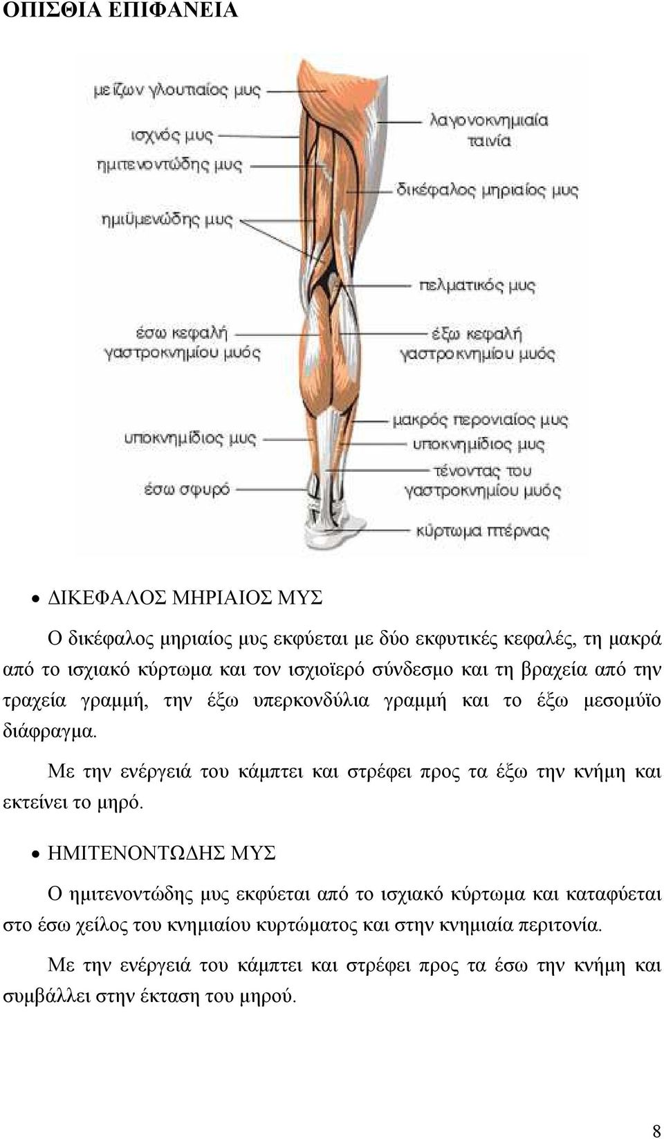 Με την ενέργειά του κάµπτει και στρέφει προς τα έξω την κνήµη και εκτείνει το µηρό.