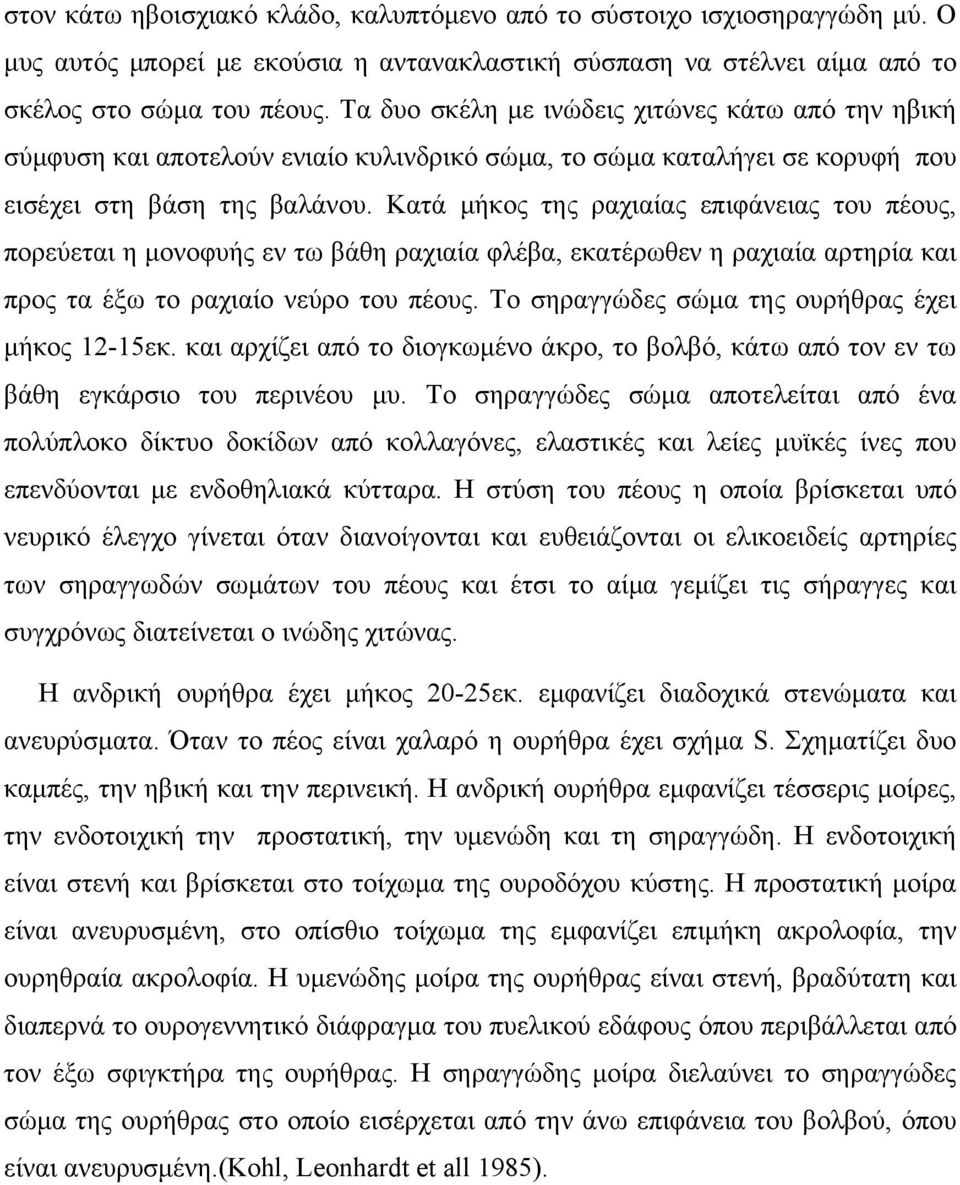 Κατά μήκος της ραχιαίας επιφάνειας του πέους, πορεύεται η μονοφυής εν τω βάθη ραχιαία φλέβα, εκατέρωθεν η ραχιαία αρτηρία και προς τα έξω το ραχιαίο νεύρο του πέους.