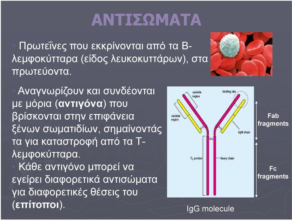 Αναγνωρίζουν και συνδέονται µε µόρια (αντιγόνα) που βρίσκονται στην επιφάνεια ξένων σωµατιδίων,