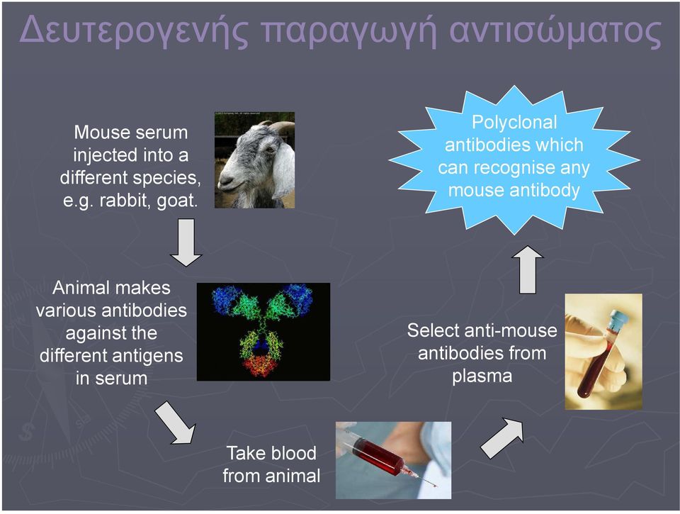 Polyclonal antibodies which can recognise any mouse antibody Animal makes