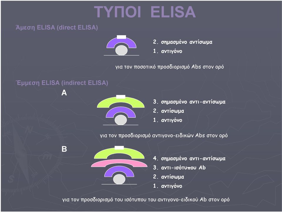 σηµασµένο αντι-αντίσωµα 2. αντίσωµα 1.