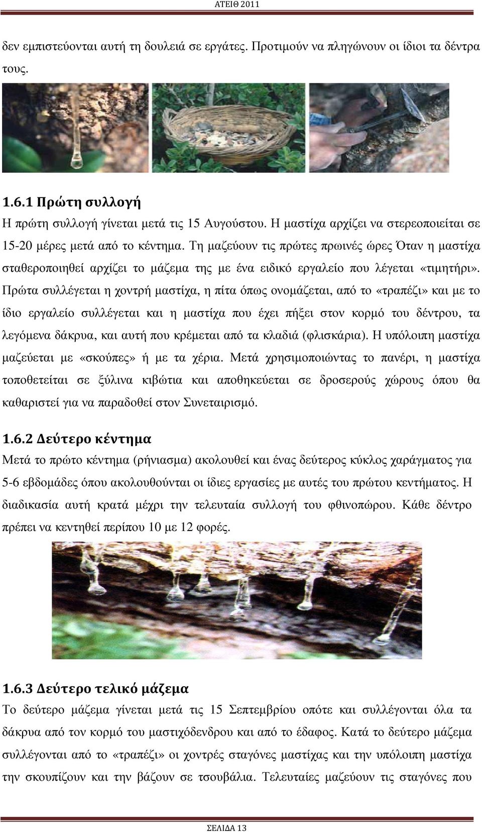 Τη µαζεύουν τις πρώτες πρωινές ώρες Όταν η µαστίχα σταθεροποιηθεί αρχίζει το µάζεµα της µε ένα ειδικό εργαλείο που λέγεται «τιµητήρι».