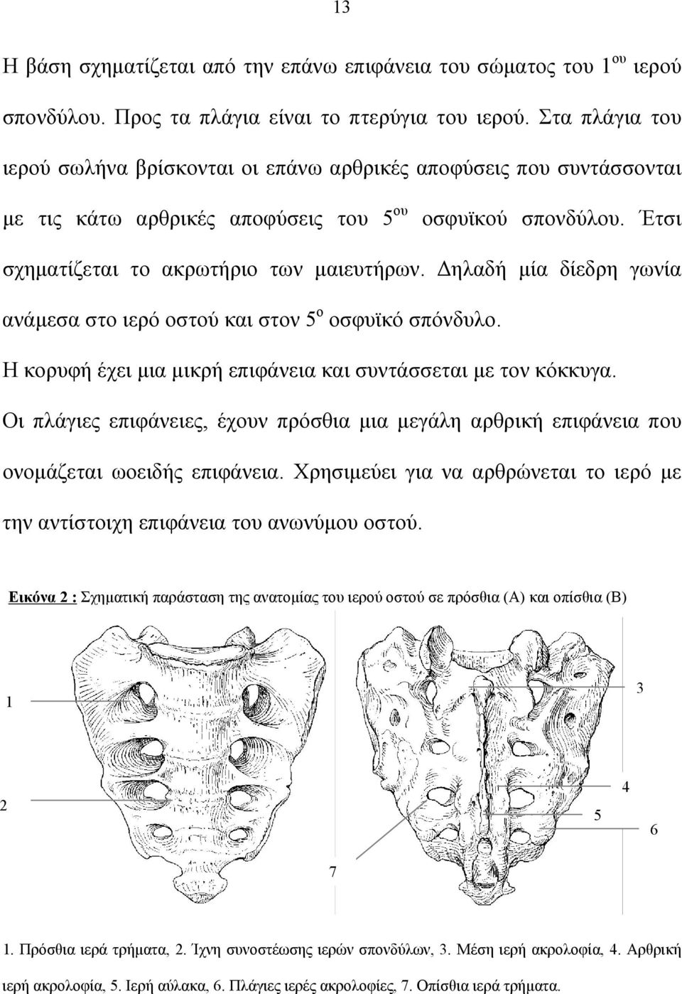 Δηλαδή μία δίεδρη γωνία ανάμεσα στο ιερό οστού και στον 5 ο οσφυϊκό σπόνδυλο. Η κορυφή έχει μια μικρή επιφάνεια και συντάσσεται με τον κόκκυγα.