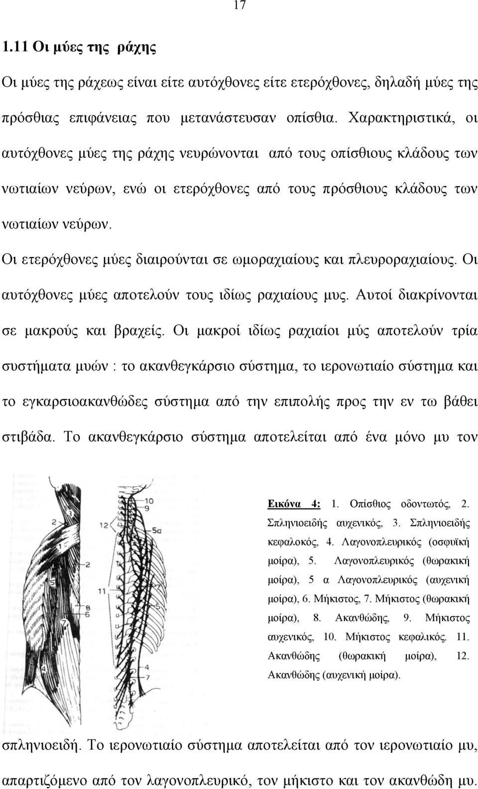 Οι ετερόχθονες μύες διαιρούνται σε ωμοραχιαίους και πλευροραχιαίους. Οι αυτόχθονες μύες αποτελούν τους ιδίως ραχιαίους μυς. Αυτοί διακρίνονται σε μακρούς και βραχείς.