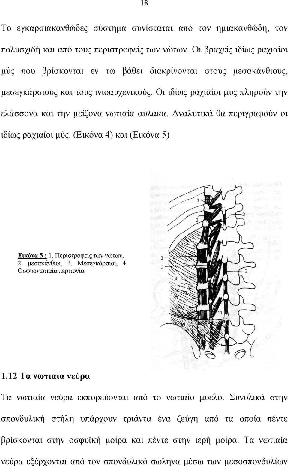 Οι ιδίως ραχιαίοι μυς πληρούν την ελάσσονα και την μείζονα νωτιαία αύλακα. Αναλυτικά θα περιγραφούν οι ιδίως ραχιαίοι μύς. (Εικόνα 4) και (Εικόνα 5) Εικόνα 5 : 1. Περιστροφείς των νώτων, 2.