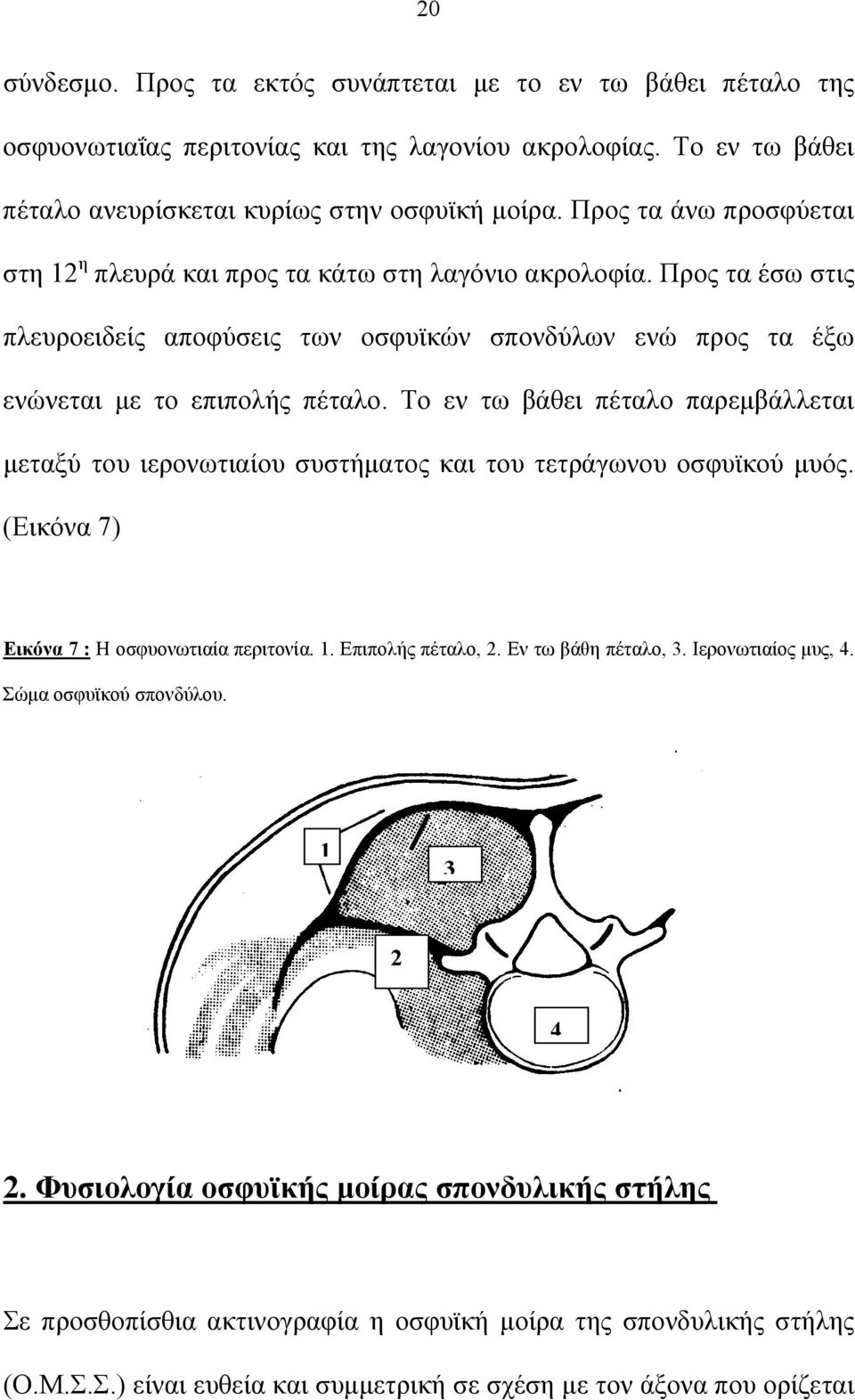 Το εν τω βάθει πέταλο παρεμβάλλεται μεταξύ του ιερονωτιαίου συστήματος και του τετράγωνου οσφυϊκού μυός. (Εικόνα 7) Εικόνα 7 : Η οσφυονωτιαία περιτονία. 1. Επιπολής πέταλο, 2. Εν τω βάθη πέταλο, 3.