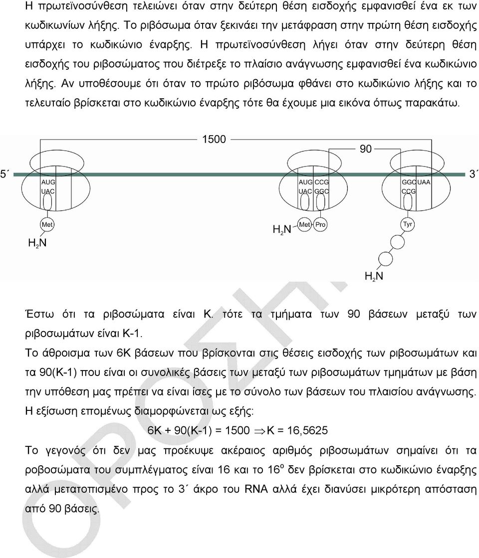 Αν υποθέσουμε ότι όταν το πρώτο ριβόσωμα φθάνει στο κωδικώνιο λήξης και το τελευταίο βρίσκεται στο κωδικώνιο έναρξης τότε θα έχουμε μια εικόνα όπως παρακάτω. Έστω ότι τα ριβοσώματα είναι Κ.