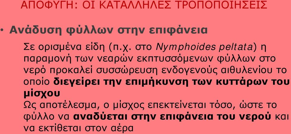 ενδογενούς αιθυλενίου το οποίο διεγείρει την επιμήκυνση των κυττάρων του μίσχου Ως αποτέλεσμα, ο