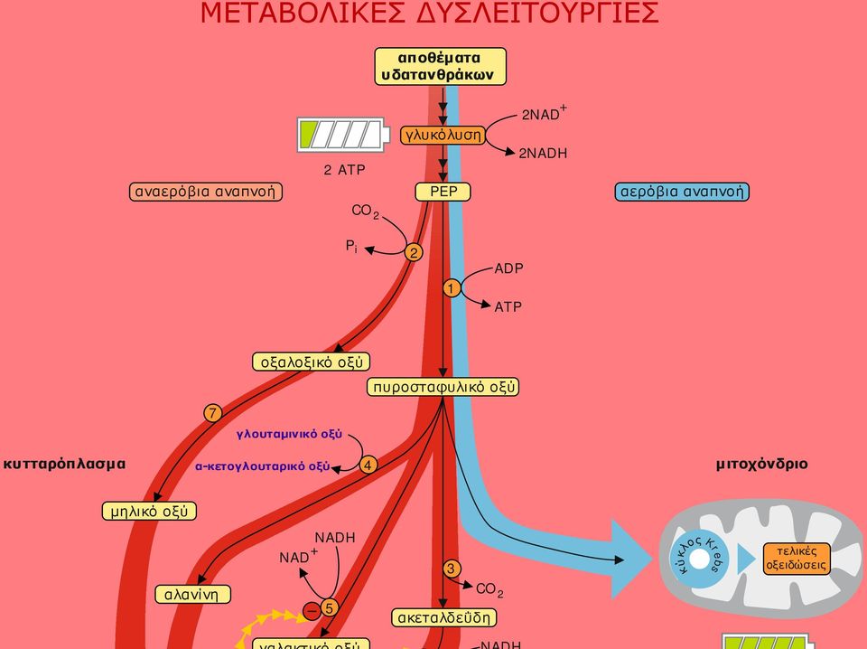 γλουταμινικό οξύ πυροσταφυλικό οξύ κυτταρόπλασμα α-κετογλουταρικό οξύ 4