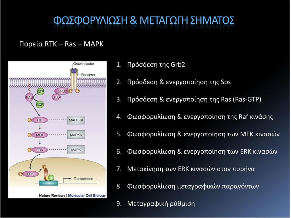 Φωσφορυλίωση & ενεργοποίηση της Raf κινάσης 5. Φωσφορυλίωση & ενεργοποίηση των ΜΕΚ κινασών 6.