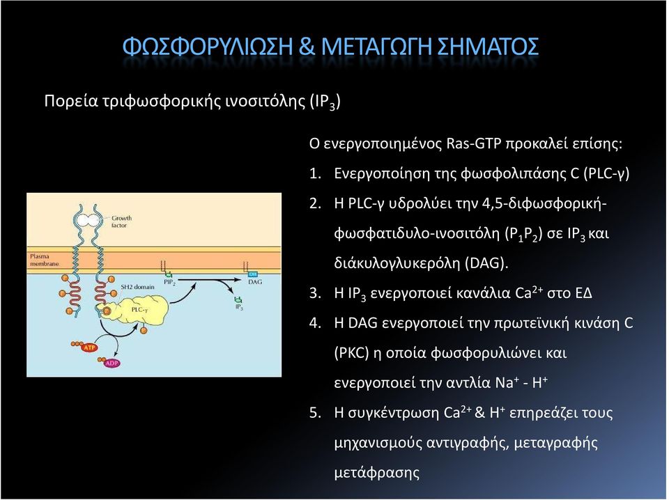 Η PLC-γ υδρολύει την 4,5-διφωσφορικήφωσφατιδυλο-ινοσιτόλη (P 1 P 2 ) σε IP 3 και διάκυλογλυκερόλη (DAG). 3. H IP 3 ενεργοποιεί κανάλια Ca 2+ στο ΕΔ 4.