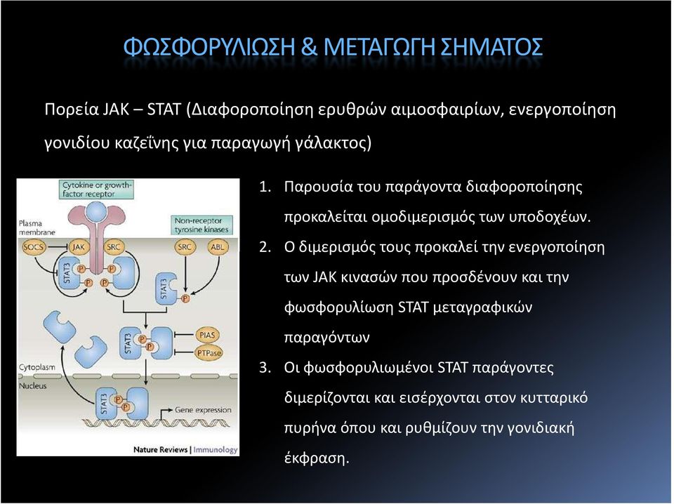 Ο διμερισμός τους προκαλεί την ενεργοποίηση των JAK κινασών που προσδένουν και την φωσφορυλίωση STAT μεταγραφικών