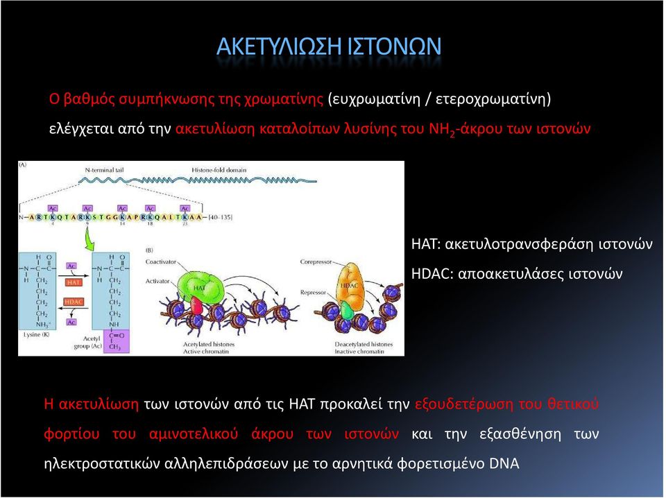 αποακετυλάσες ιστονών Η ακετυλίωση των ιστονών από τις HAT προκαλεί την εξουδετέρωση του θετικού φορτίου