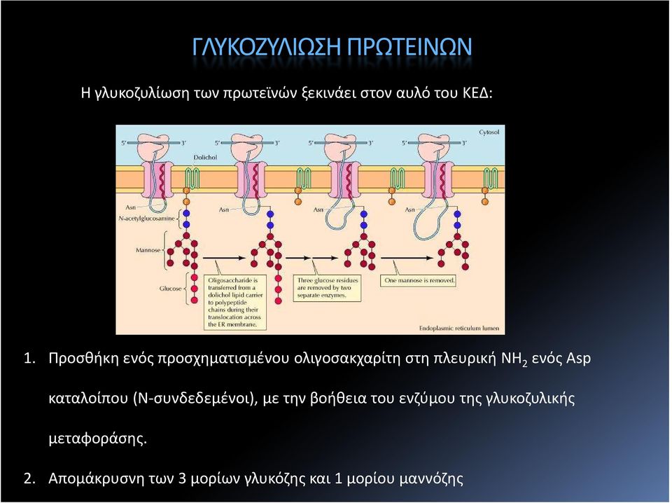 Προσθήκη ενός προσχηματισμένου ολιγοσακχαρίτη στη πλευρική ΝΗ 2 ενός Asp