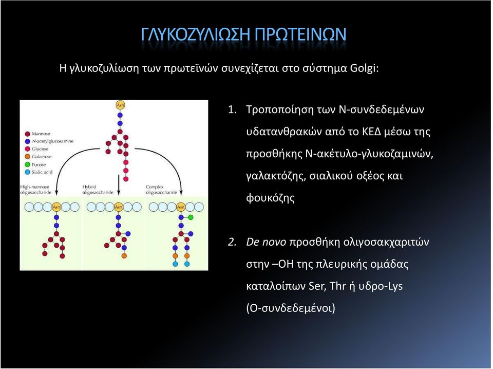 Ν-ακέτυλο-γλυκοζαμινών, γαλακτόζης, σιαλικού οξέος και φουκόζης 2.