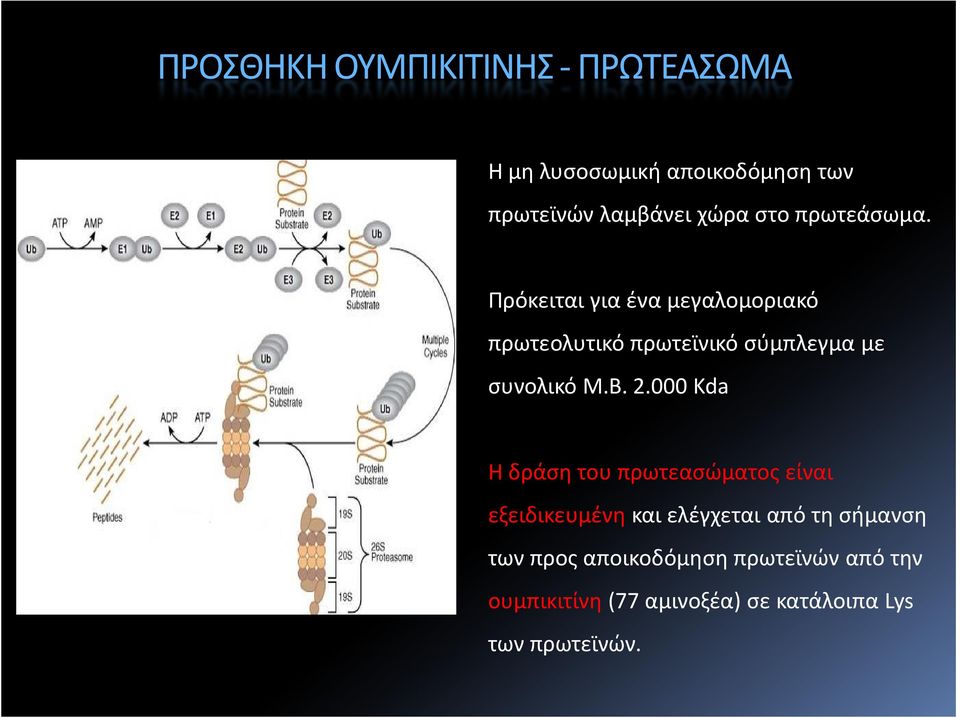 Πρόκειται για ένα μεγαλομοριακό πρωτεολυτικό πρωτεϊνικό σύμπλεγμα με συνολικό Μ.Β. 2.