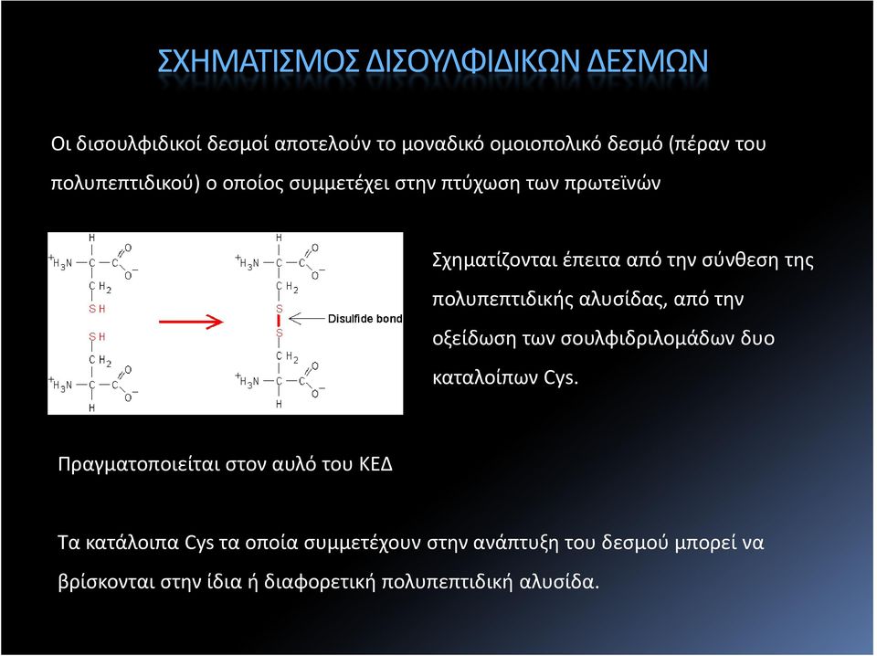 πολυπεπτιδικής αλυσίδας, από την οξείδωση των σουλφιδριλομάδων δυο καταλοίπων Cys.