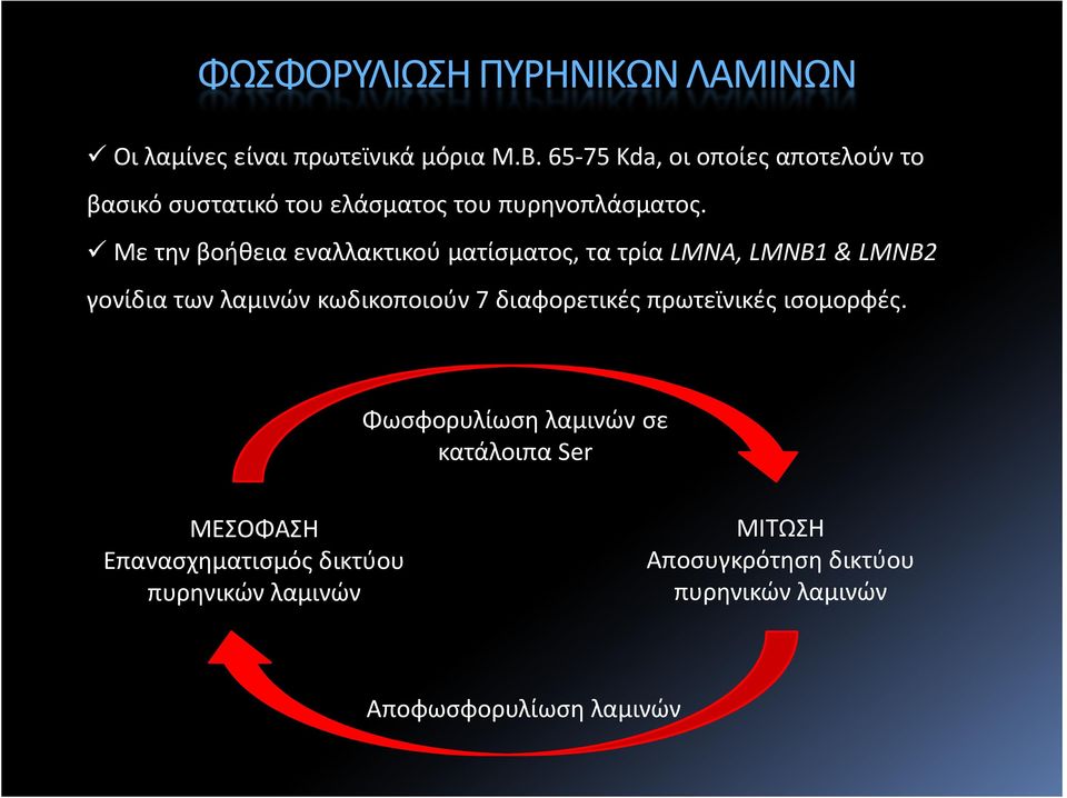 Με την βοήθεια εναλλακτικού ματίσματος, τα τρία LMNA, LMNB1 & LMNB2 γονίδια των λαμινών κωδικοποιούν 7