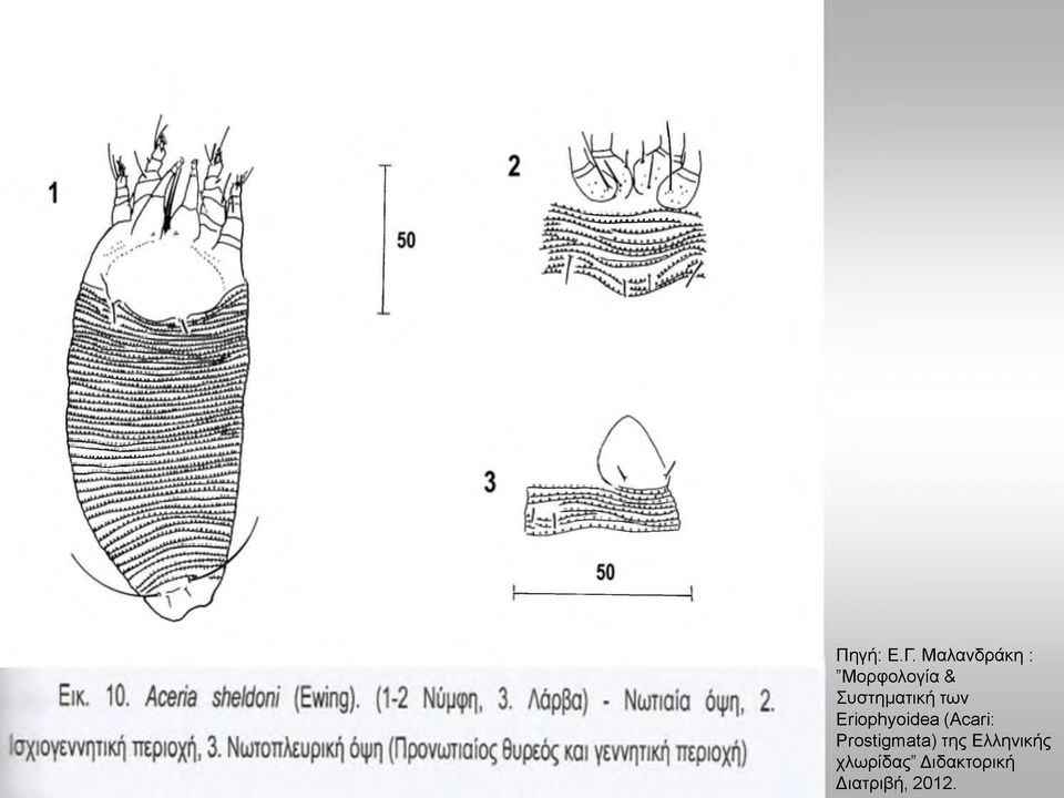 Συστηματική των Eriophyoidea