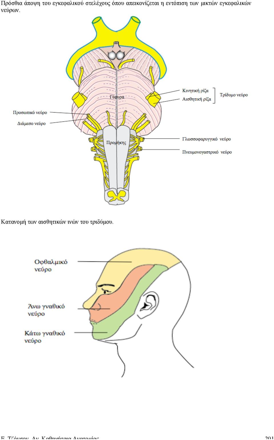 εγκεφαλικών νεύρων.