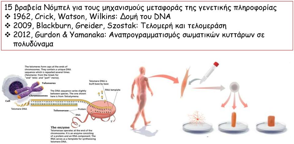 Blackburn, Greider, Szostak: Τελομερή και τελομεράση 2012,